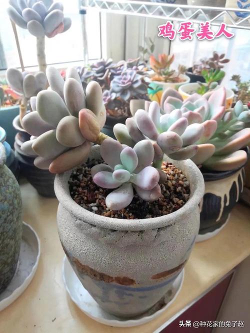 安乐窝红月多肉植物选购技巧与养护方法全解析 安乐窝红月多肉植物选购技巧与养护方法全解析