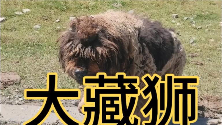 藏狮的品种特点与饲养技巧:揭秘高原守护者的文化内涵 藏狮的品种特点与饲养技巧:揭秘高原守护者的文化内涵