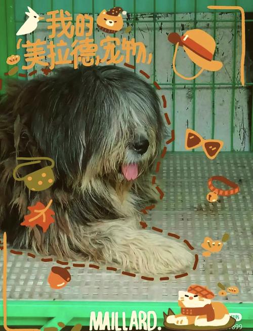 藏狮的品种特点与饲养技巧:揭秘高原守护者的文化内涵 藏狮的品种特点与饲养技巧:揭秘高原守护者的文化内涵
