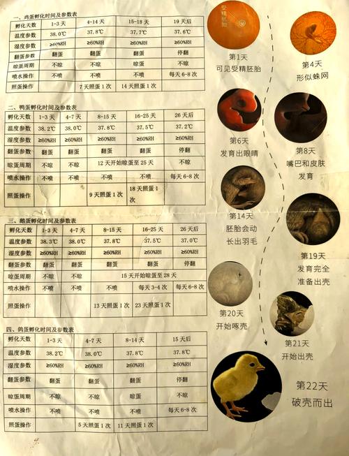 年轻的小蛦2饲养全攻略:科学繁殖技巧与常见问题解析 年轻的小蛦2饲养全攻略:科学繁殖技巧与常见问题解析