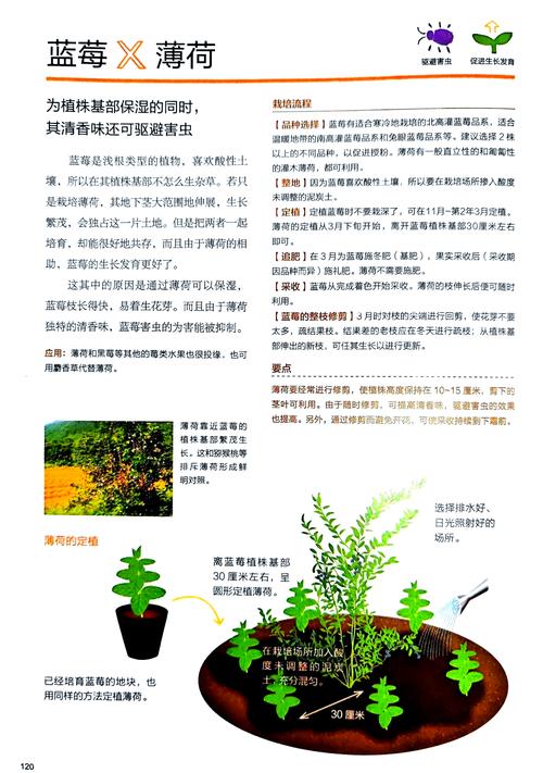 蓝旖琳种子高产栽培技术解析:品种优势与科学种植指南 蓝旖琳种子高产栽培技术解析:品种优势与科学种植指南